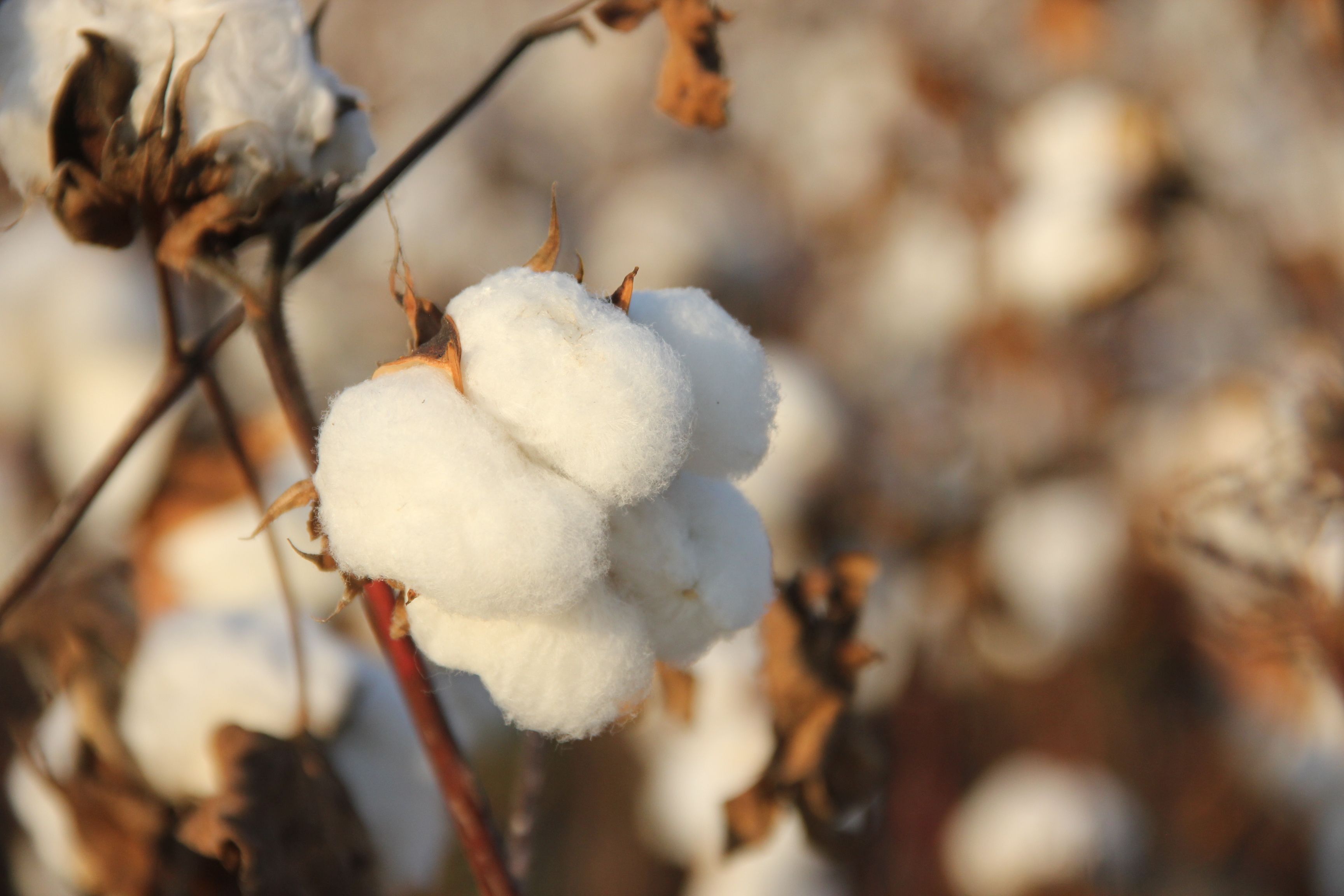 Cotton at the source