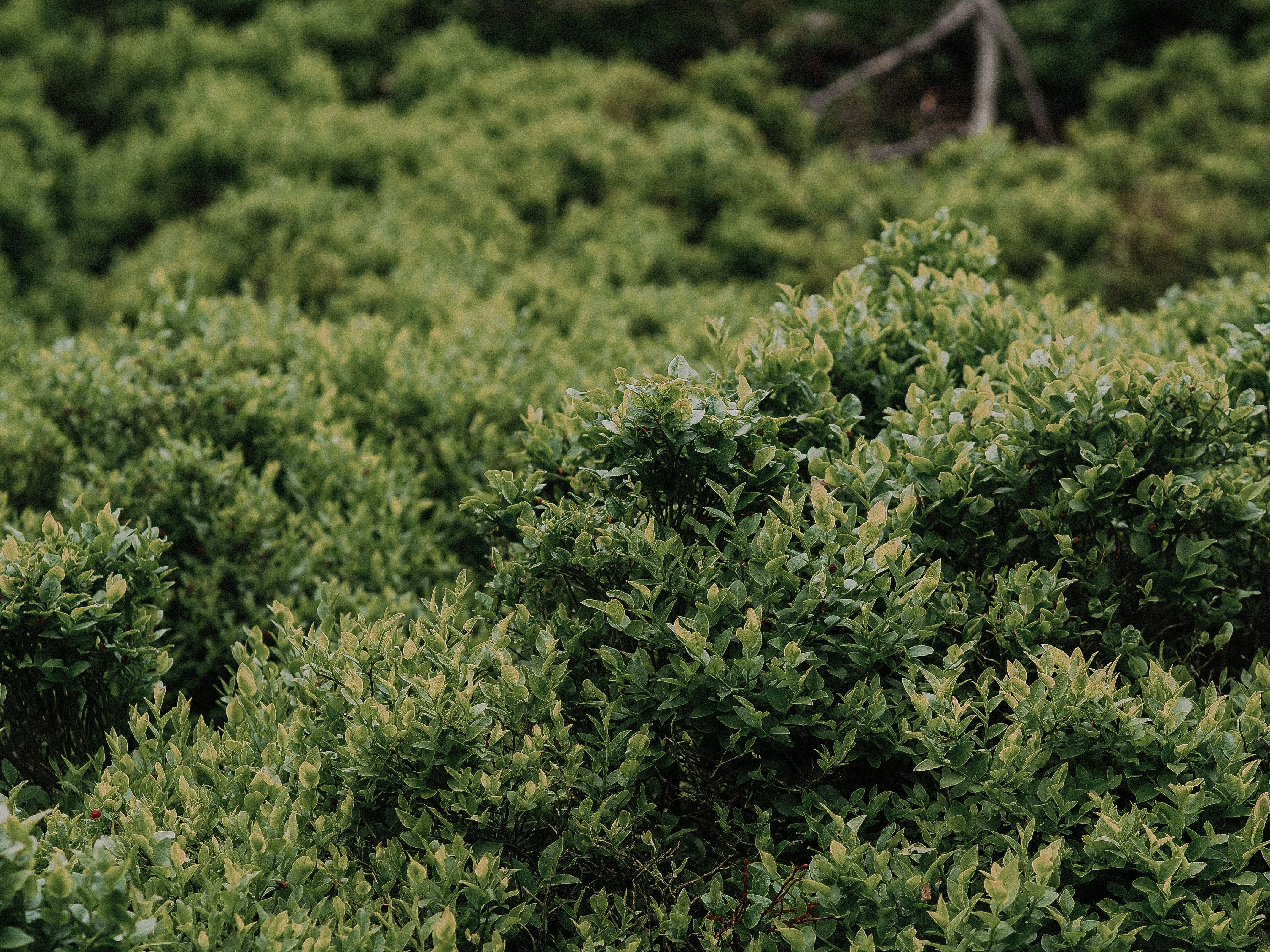 Botanical Plants